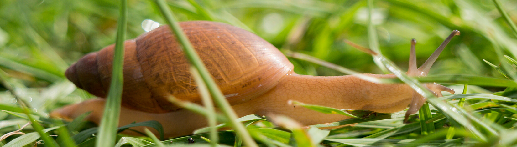 snail crawling through grass