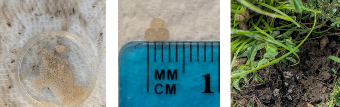 Figure 1 Bulimulus eggs approx. 1 mm in size