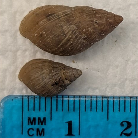 Figure 2 Bulimulus adult and juvenile