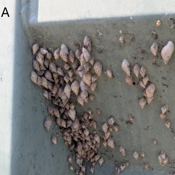 Figure 3A Commonly observed climbing behavior