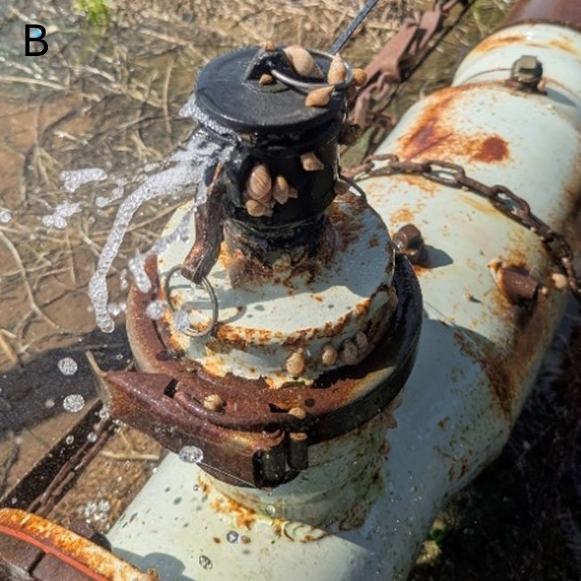 Figure 3B Moisture aggregation behavior on an irrigation pipe.