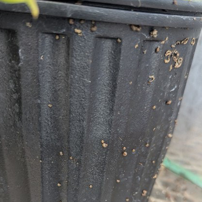 Figure 4 Bulimulus hatchlings from a 1 gallon perennial peanut pot in the greenhouse