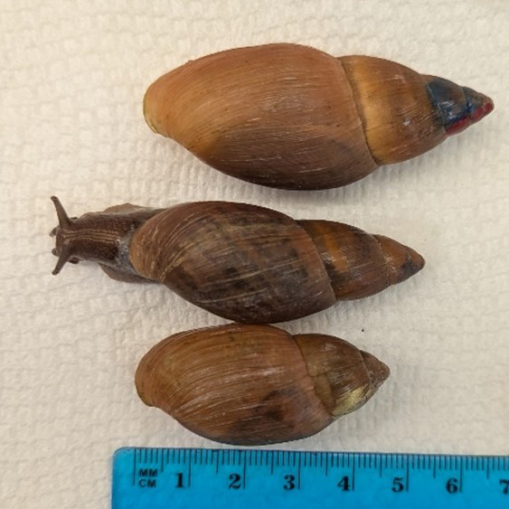 Figure 1 Rosy Wolf Snail