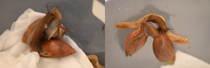 Figure 5. Euglandina mating courtship