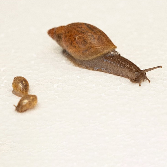 Figure 2 - Rosy wolf snail and hatchling babies