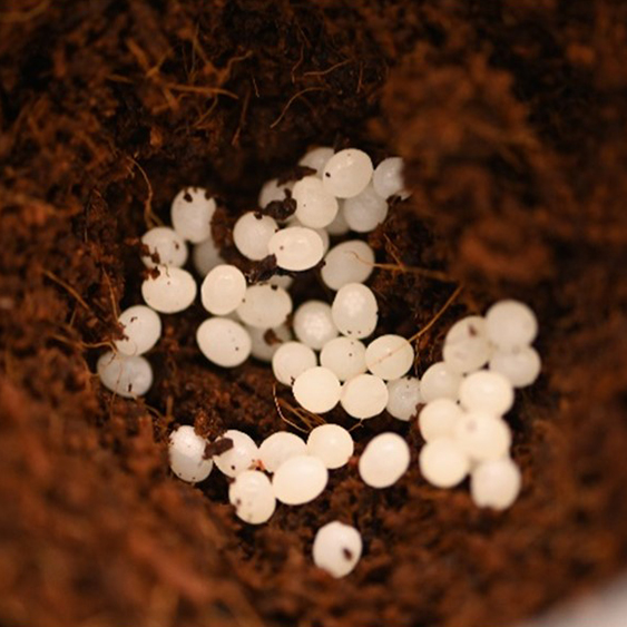 Figure 3. Euglandina eggs, average clutch size: 30 eggs.
