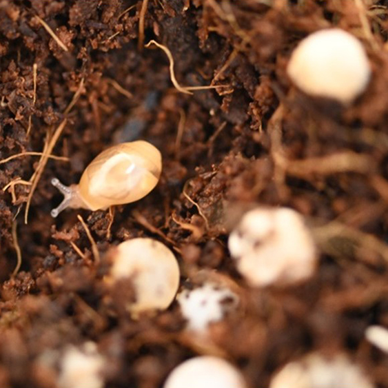 Figure 4. Euglandina hatchling