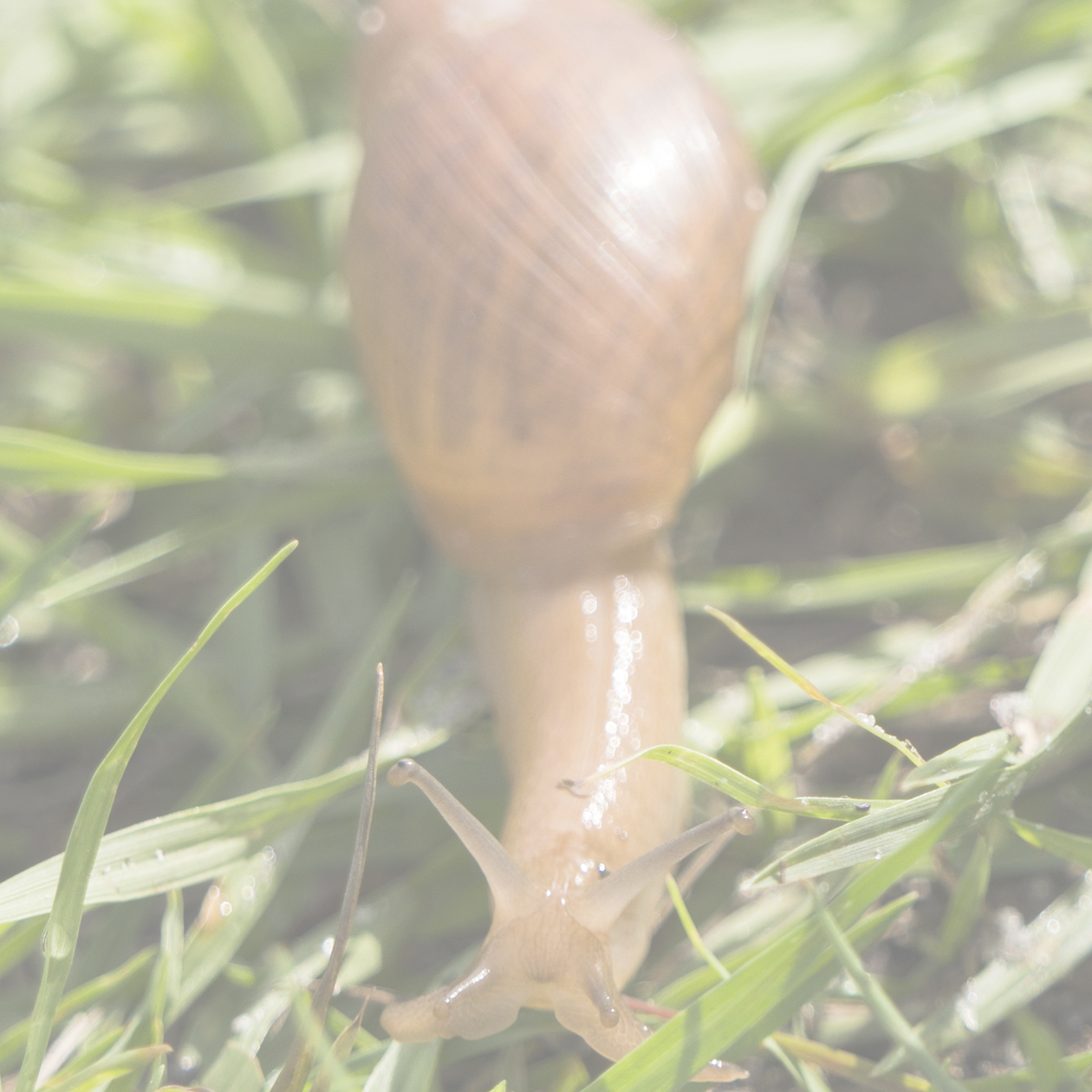 Snail crawling in grass