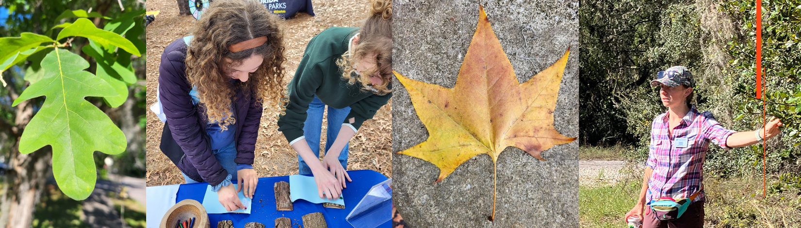 A collage of four images. The first is a green leaf. The second is two students doing bark rubbings. The third is an orange colored leaf. The last picture is a woman pointing to a tree.